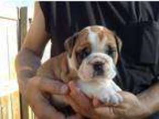 Bulldog Puppy for sale in Marshall, IL, USA