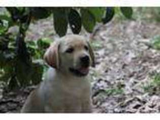 Labrador Retriever Puppy for sale in MERRITT ISLAND, FL, USA