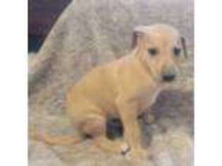 Whippet Puppy for sale in Kinsley, KS, USA