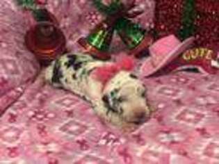 Great Dane Puppy for sale in Bagdad, KY, USA