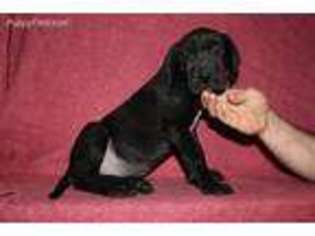 Great Dane Puppy for sale in Accident, MD, USA