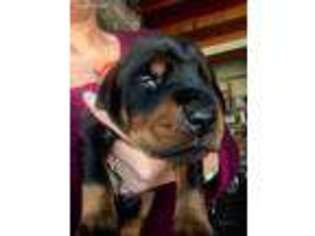 Doberman Pinscher Puppy for sale in Norco, CA, USA