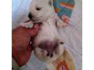 West Highland White Terrier Puppy for sale in Belleview, FL, USA
