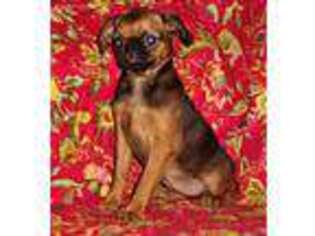 Brussels Griffon Puppy for sale in Bruce, WI, USA