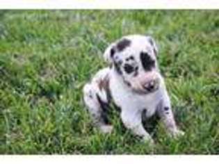 Great Dane Puppy for sale in Alton, IA, USA
