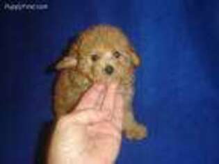 Mutt Puppy for sale in RUSSELL SPRINGS, KY, USA