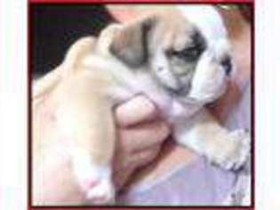 Bulldog Puppy for sale in TARZANA, CA, USA
