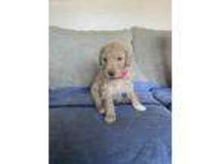 Goldendoodle Puppy for sale in Middleton, ID, USA