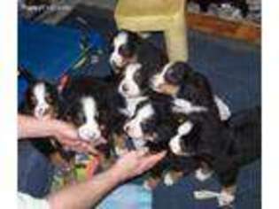Bernese Mountain Dog Puppy for sale in Altoona, PA, USA