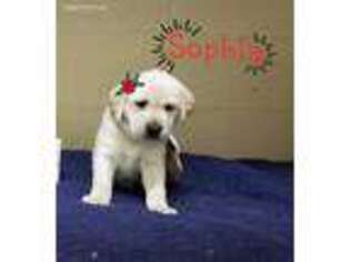 Labrador Retriever Puppy for sale in Sumner, MI, USA