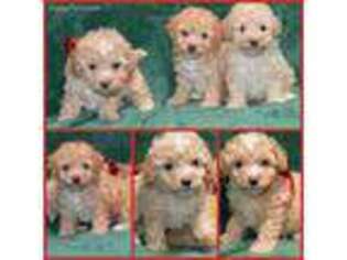 Goldendoodle Puppy for sale in Pomona, CA, USA