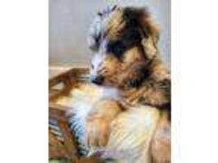 Mutt Puppy for sale in Pima, AZ, USA