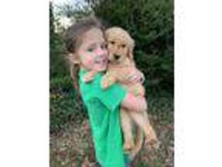 Golden Retriever Puppy for sale in Hickory, NC, USA