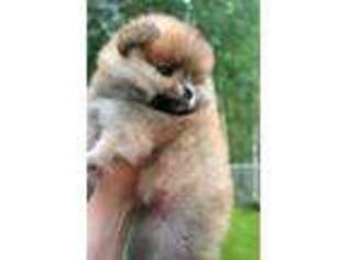 Pomeranian Puppy for sale in North Pole, AK, USA