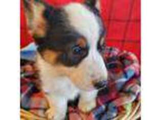Pembroke Welsh Corgi Puppy for sale in Fresno, CA, USA