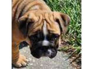 Bulldog Puppy for sale in Groveland, FL, USA
