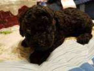 Mutt Puppy for sale in Newport, NC, USA