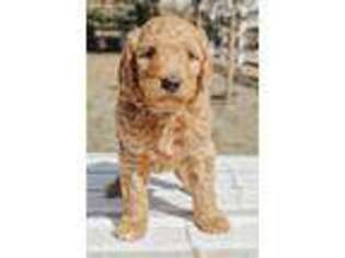 Goldendoodle Puppy for sale in Ferndale, WA, USA