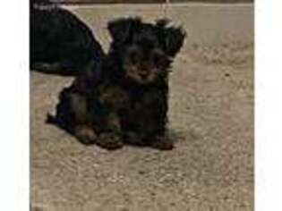 Yorkshire Terrier Puppy for sale in Palm City, FL, USA