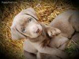 Labrador Retriever Puppy for sale in Van Wert, OH, USA