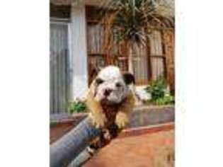 Bulldog Puppy for sale in Greer, SC, USA