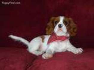 Cavalier King Charles Spaniel Puppy for sale in Lyons, NY, USA