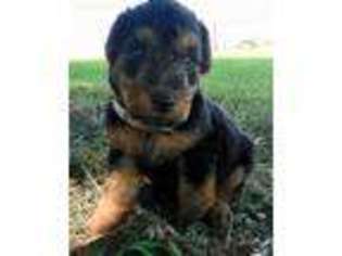 Welsh Terrier Puppy for sale in Chetopa, KS, USA