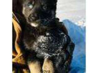 German Shepherd Dog Puppy for sale in Clam Gulch, AK, USA