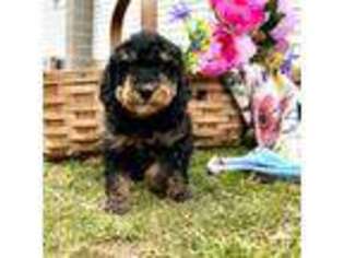 Mutt Puppy for sale in Peach Bottom, PA, USA
