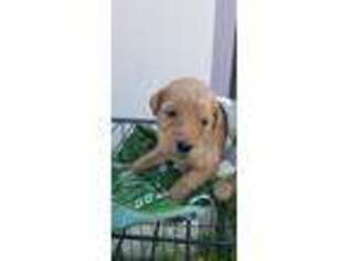 Goldendoodle Puppy for sale in Hattiesburg, MS, USA