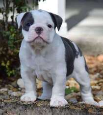 Bulldog Puppy for sale in Eustis, FL, USA
