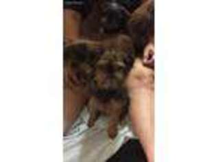 Brussels Griffon Puppy for sale in Dallas, NC, USA