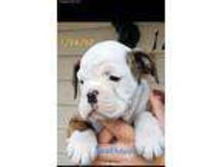 Olde English Bulldogge Puppy for sale in Guntown, MS, USA