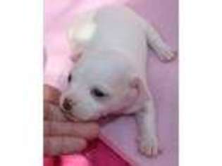 Chihuahua Puppy for sale in Homestead, FL, USA