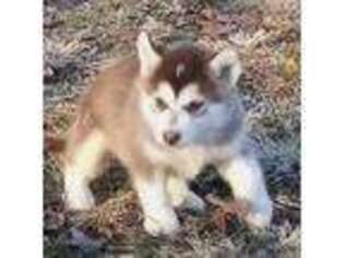 Alaskan Malamute Puppy for sale in Nortonville, KY, USA