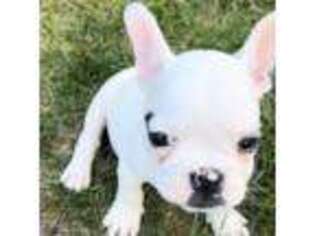 French Bulldog Puppy for sale in West Bend, WI, USA