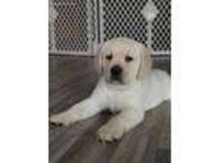 Labrador Retriever Puppy for sale in Boca Raton, FL, USA