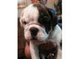 Bulldog Puppy for sale in Cumming, GA, USA