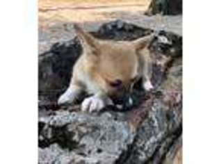 Pembroke Welsh Corgi Puppy for sale in Burleson, TX, USA