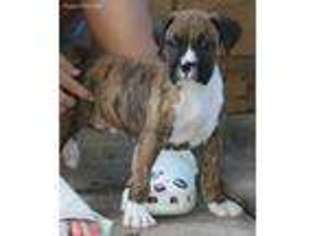 Boxer Puppy for sale in Yorkville, IL, USA