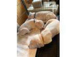Dogo Argentino Puppy for sale in Newark, NJ, USA