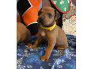 Rhodesian Ridgeback Puppy for sale in Chandler, OK, USA