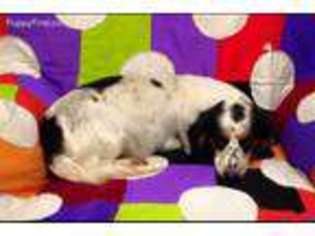 Dachshund Puppy for sale in Mc Rae, AR, USA