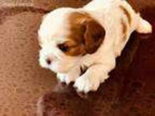 Cavalier King Charles Spaniel Puppy for sale in Fall City, WA, USA