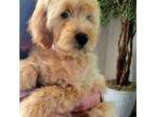 Goldendoodle Puppy for sale in Strasburg, CO, USA