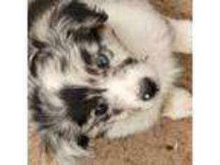 Australian Shepherd Puppy for sale in Bly, OR, USA