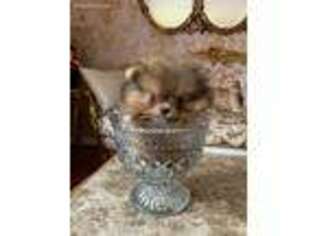 Pomeranian Puppy for sale in Annapolis, MD, USA