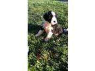 Mutt Puppy for sale in Middleport, NY, USA