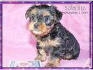 Medium Photo #1 Yorkshire Terrier Puppy For Sale in CLARKSBURG, IL, USA