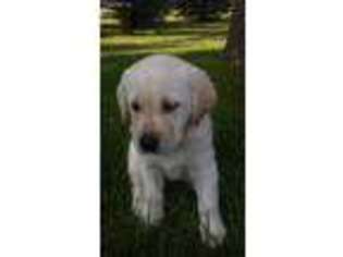 Labrador Retriever Puppy for sale in Elk River, MN, USA